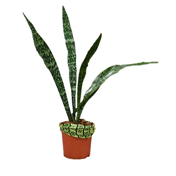 Sansevieria