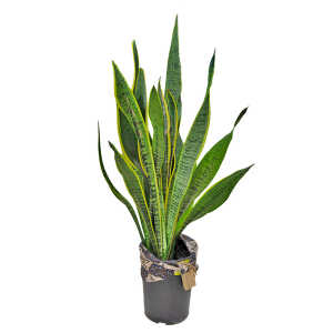 Sansevieria