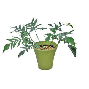 Philodendron