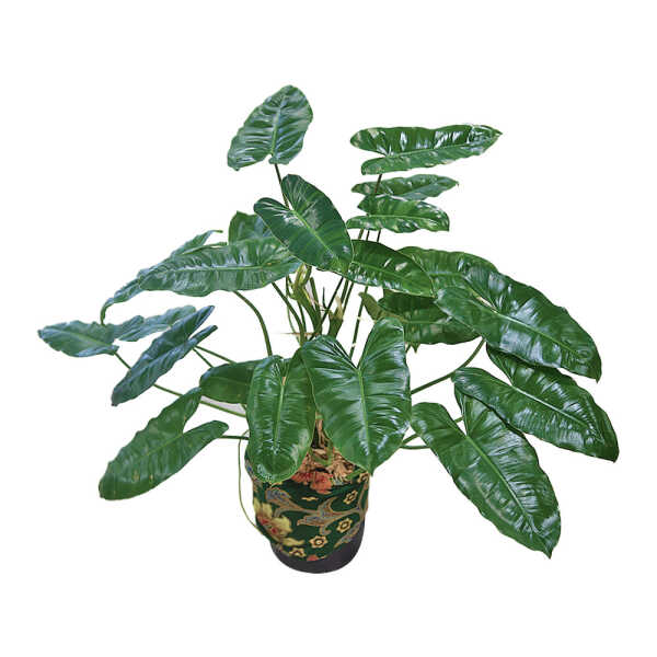 Philodendron