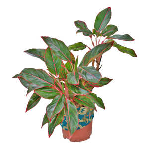 AGLAONEMA