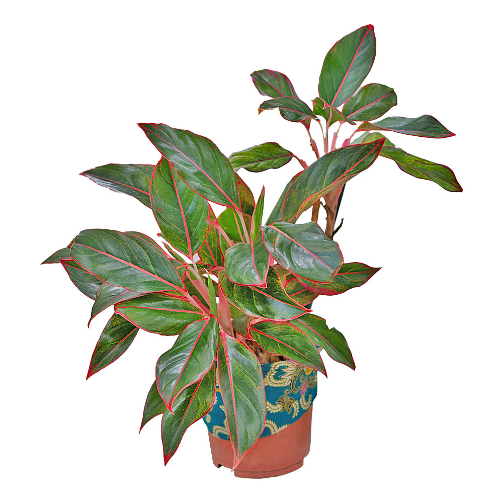 AGLAONEMA